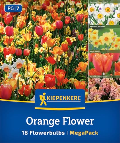kiepenkerl-mega-pack-orange-flower-mix-blumenzwiebel-mischung-30-45-cm image 7
