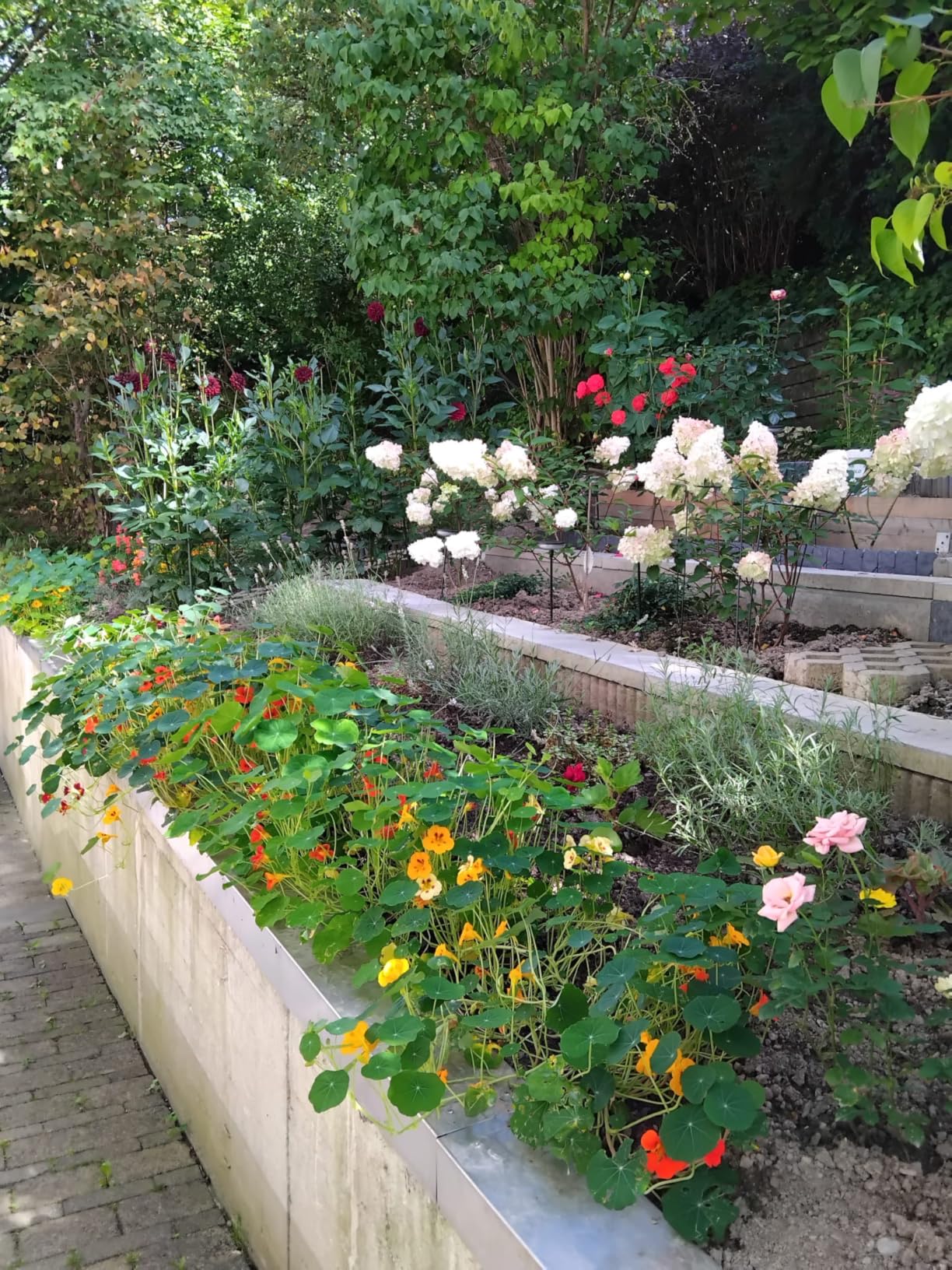 Wunderschöne Blüten