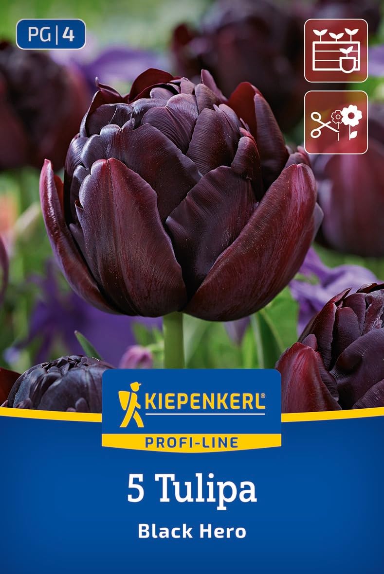 kiepenkerl-profi-line-gef-llte-sp-te-tulpe-black-hero-2000006-blumenzwiebeln image 1