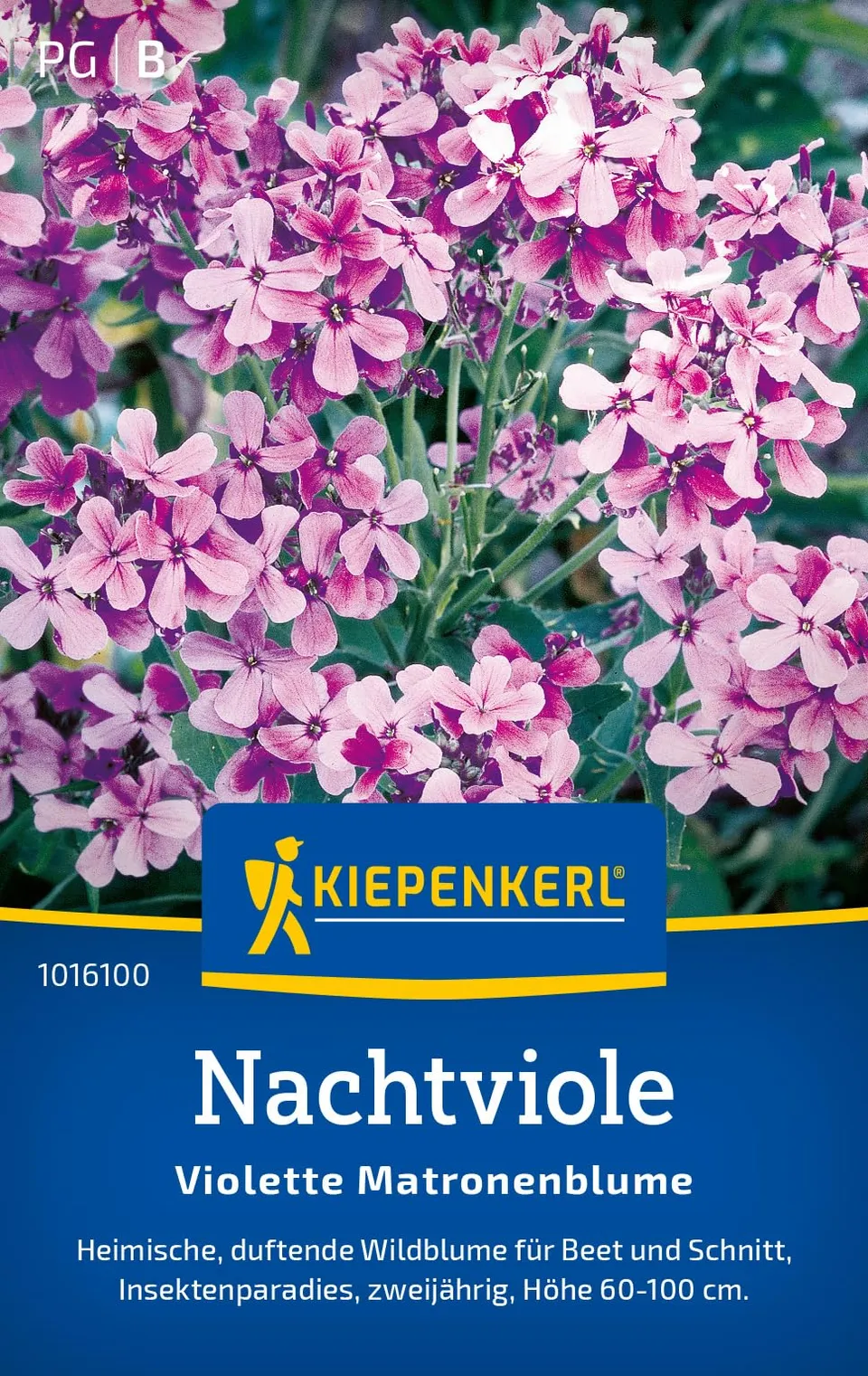 kiepenkerl-nachtviole-violette-matronenblume-1016100-blumensamen image 1