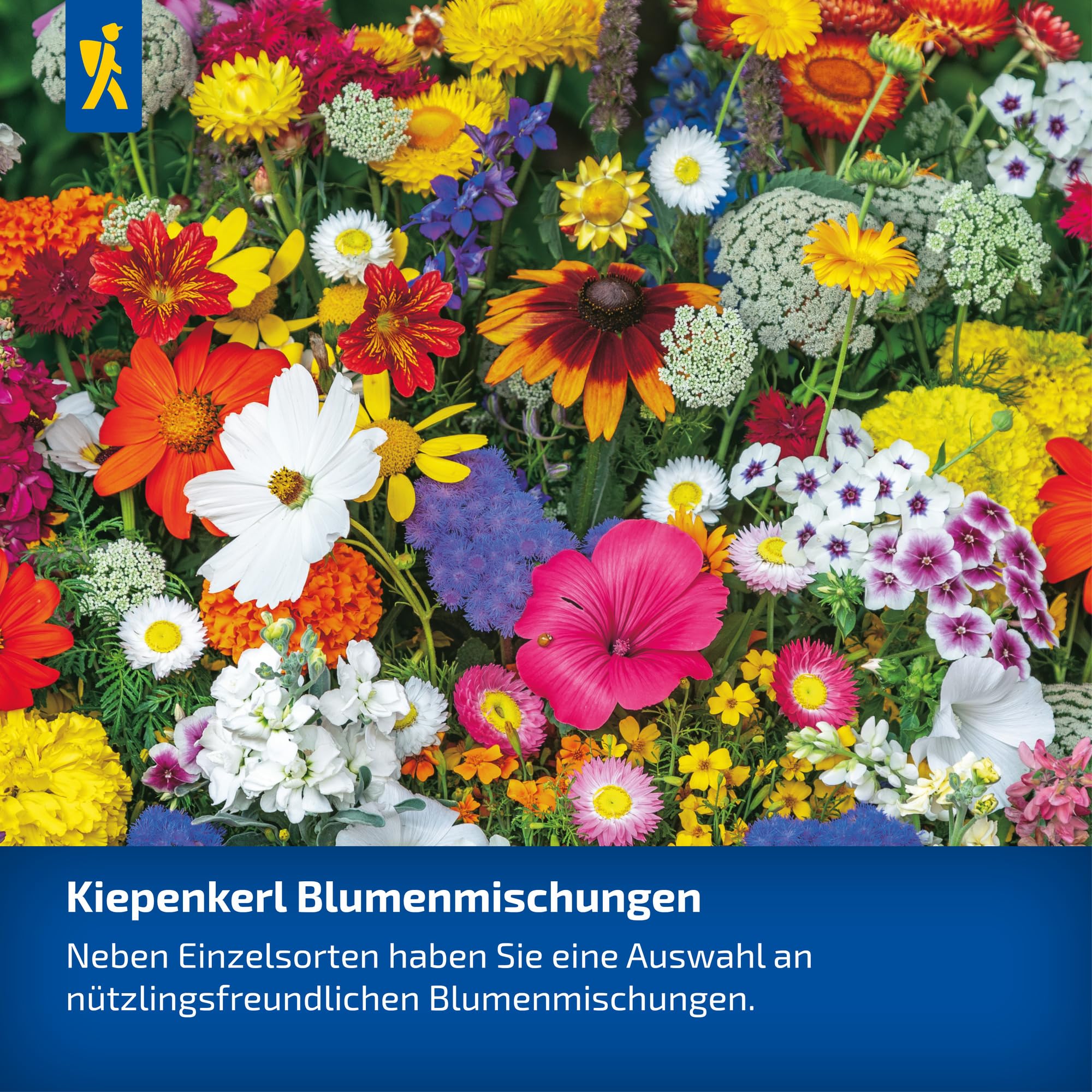 kiepenkerl-blumensamen-mischung-schnittblumen-sommerblumensaat image 3