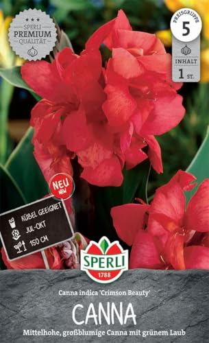 sperli-blumenrohr-crimson-beauty-canna-knolle-mittelhoch-gro-blumig image 3