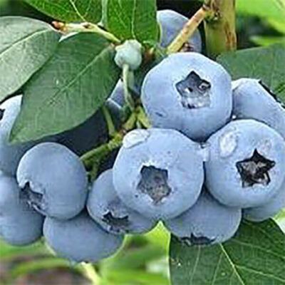 samen-maier-bio-heidelbeere-bluecrop-obstpflanze-gro-e-fr-chte image 3