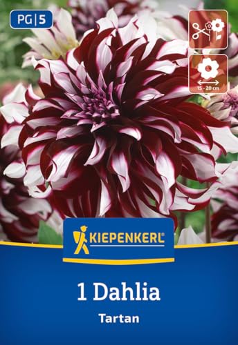 kiepenkerl-dekorative-dahlie-tartan-3000028-blumenzwiebeln-dunkelrot-wei-100-cm image 7