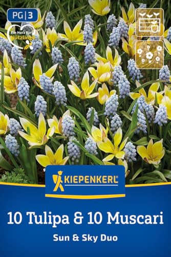 kiepenkerl-profi-line-sun-and-sky-duo-wildtulpen-traubenhyazinthen-mischung-blum image 7