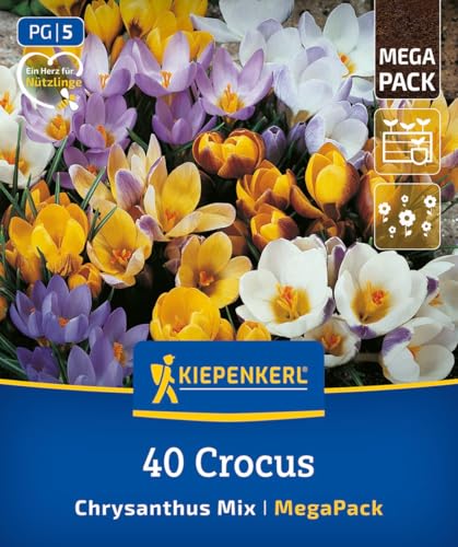 kiepenkerl-mega-pack-wildkrokus-mischung-blumenzwiebeln-gelb-wei-flieder-8-cm image 8