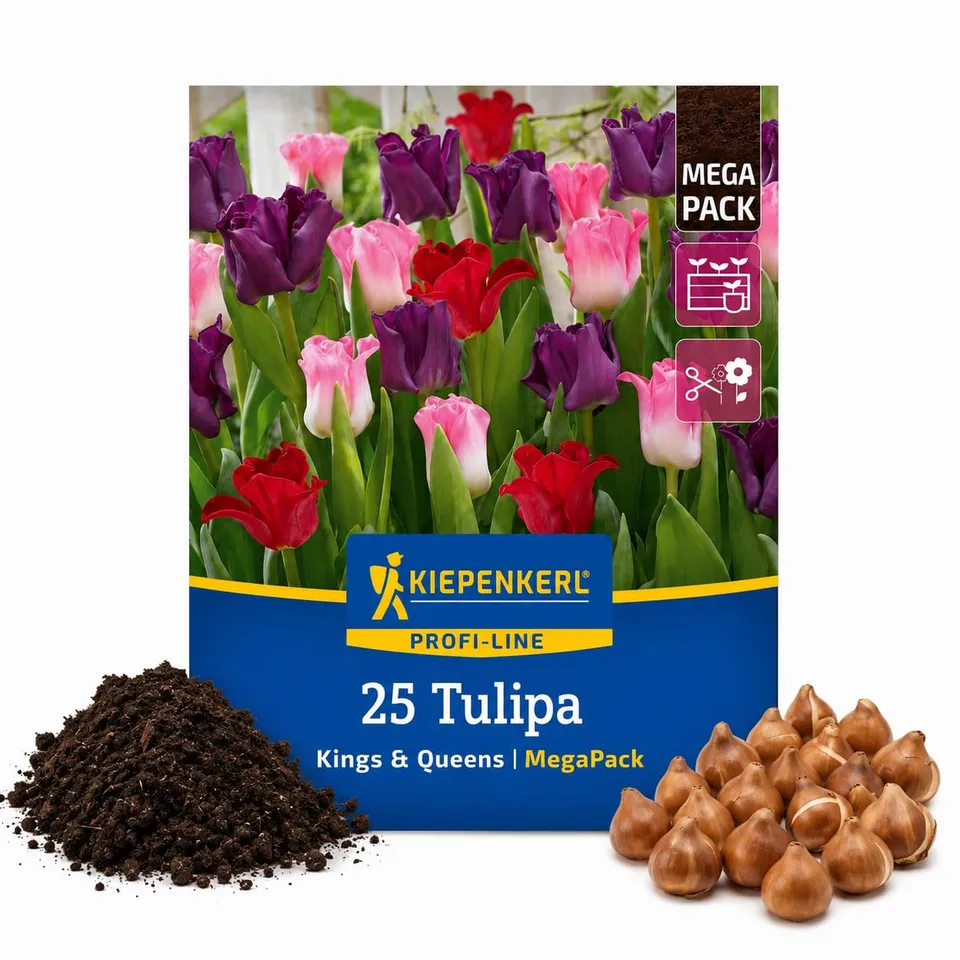kiepenkerl-tulpenzwiebeln-kings-queens-mega-pack-25-zwiebeln image 1