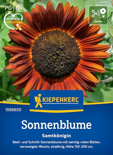 kiepenkerl-sonnenblume-samtk-nigin-blumensaat image 6