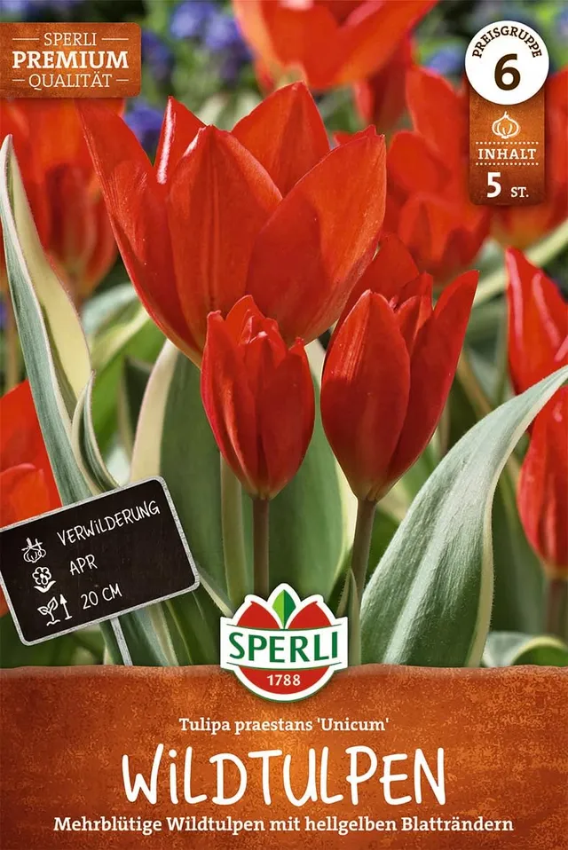 sperli-wildtulpe-unicum-blumenzwiebeln-rot-wei-mehrbl-tig-20-cm-april image 1