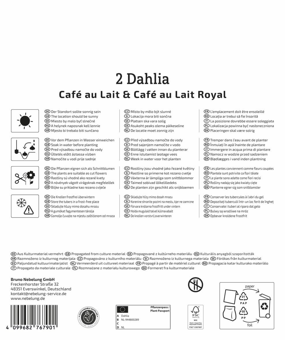 kiepenkerl-dahlien-duo-caf-au-lait-caf-au-lait-royal-blumenzwiebeln image 2
