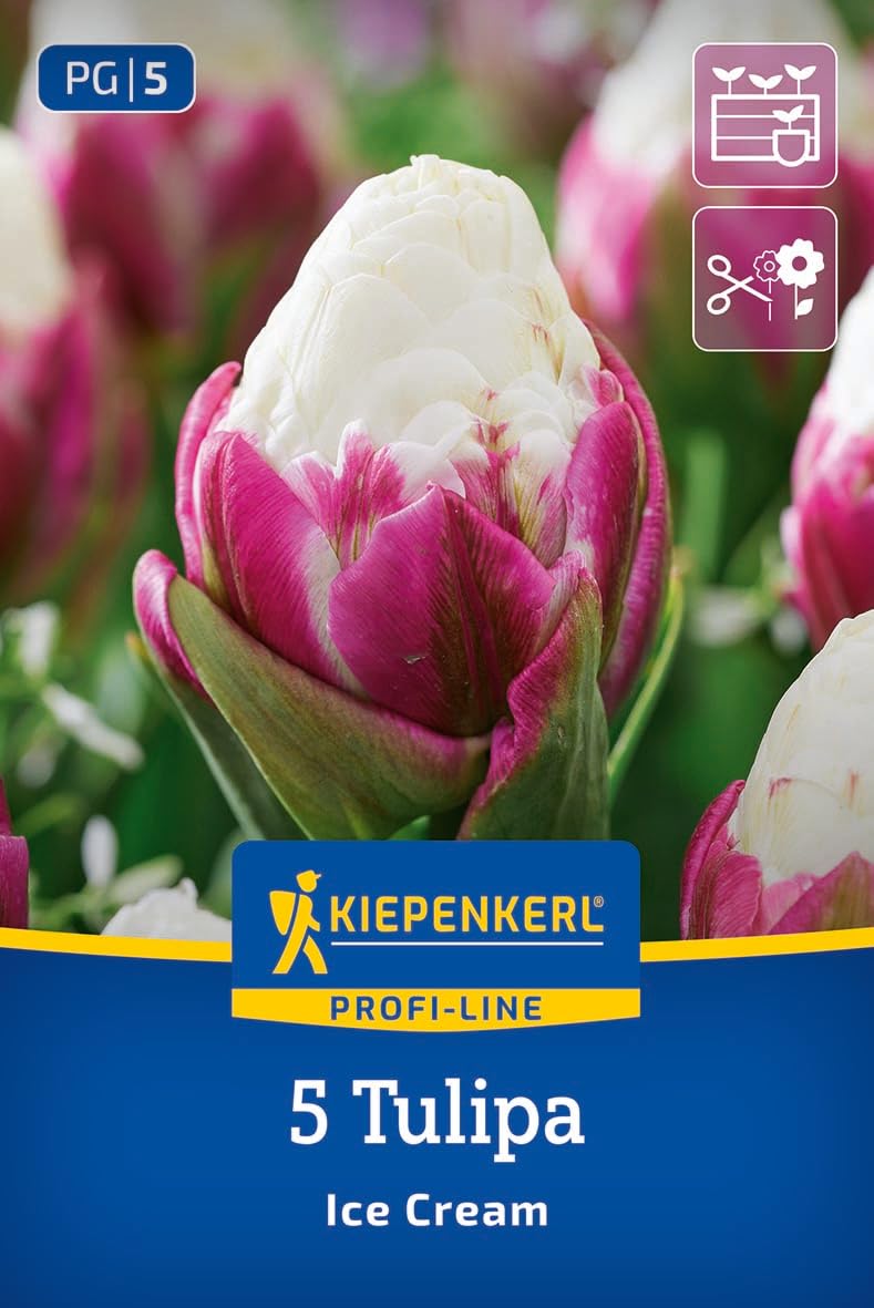 kiepenkerl-profi-line-gef-llte-sp-te-tulpe-ice-cream-blumenzwiebeln-pink-wei-k-b image 1