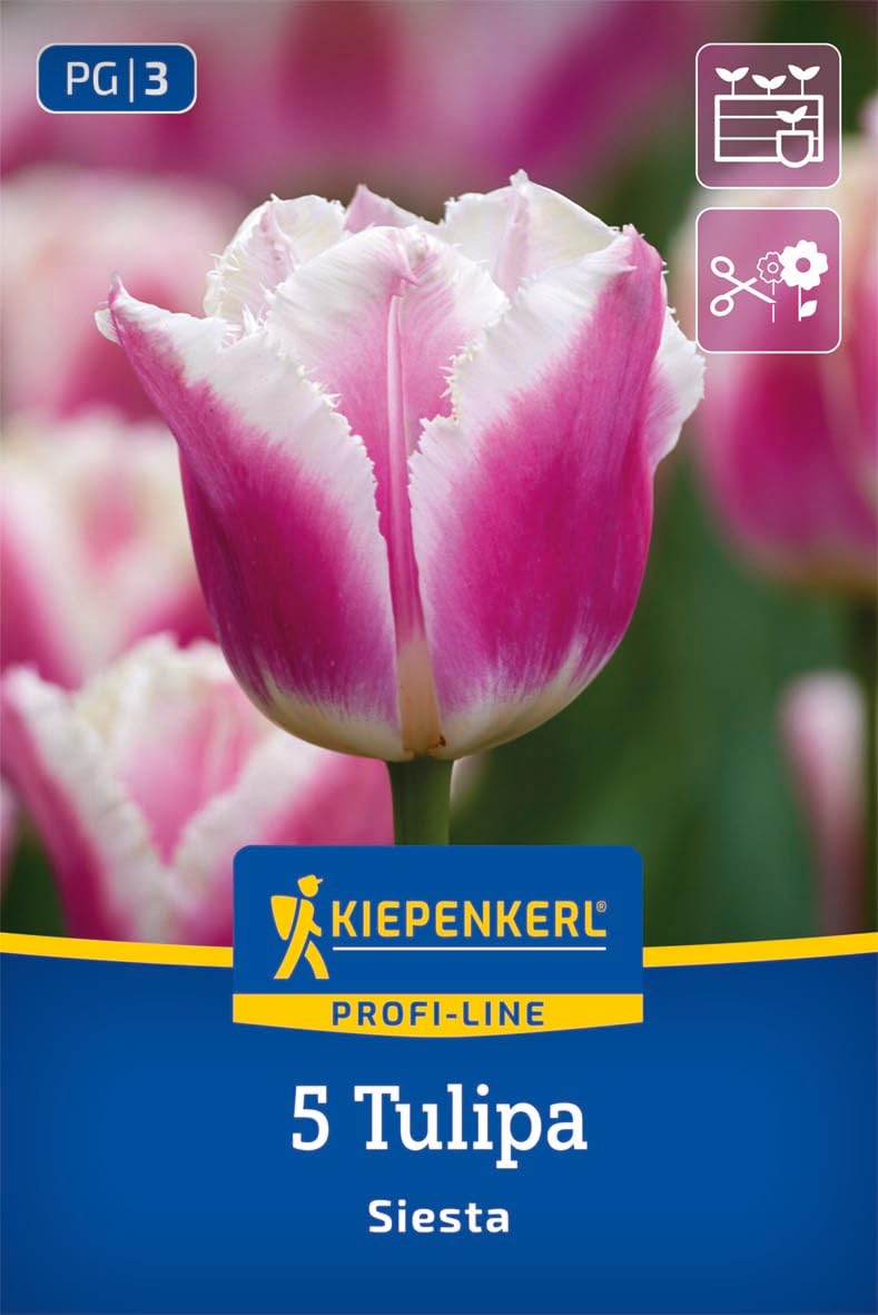 kiepenkerl-profi-line-gefranste-tulpe-siesta-blumenzwiebeln-rosa-wei-55-cm image 1