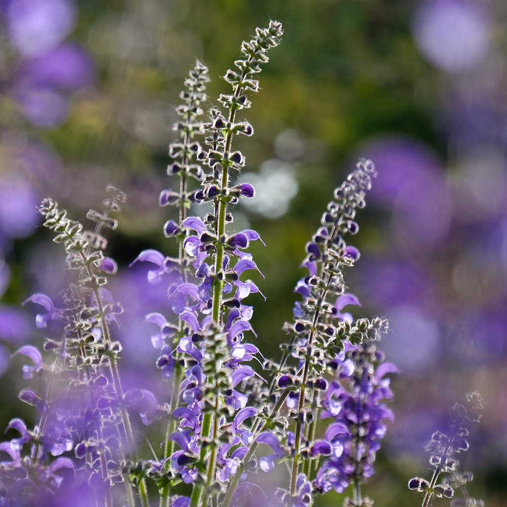 samen-maier-bio-steppen-salbei-salvia-nemorosa-im-topf image 4