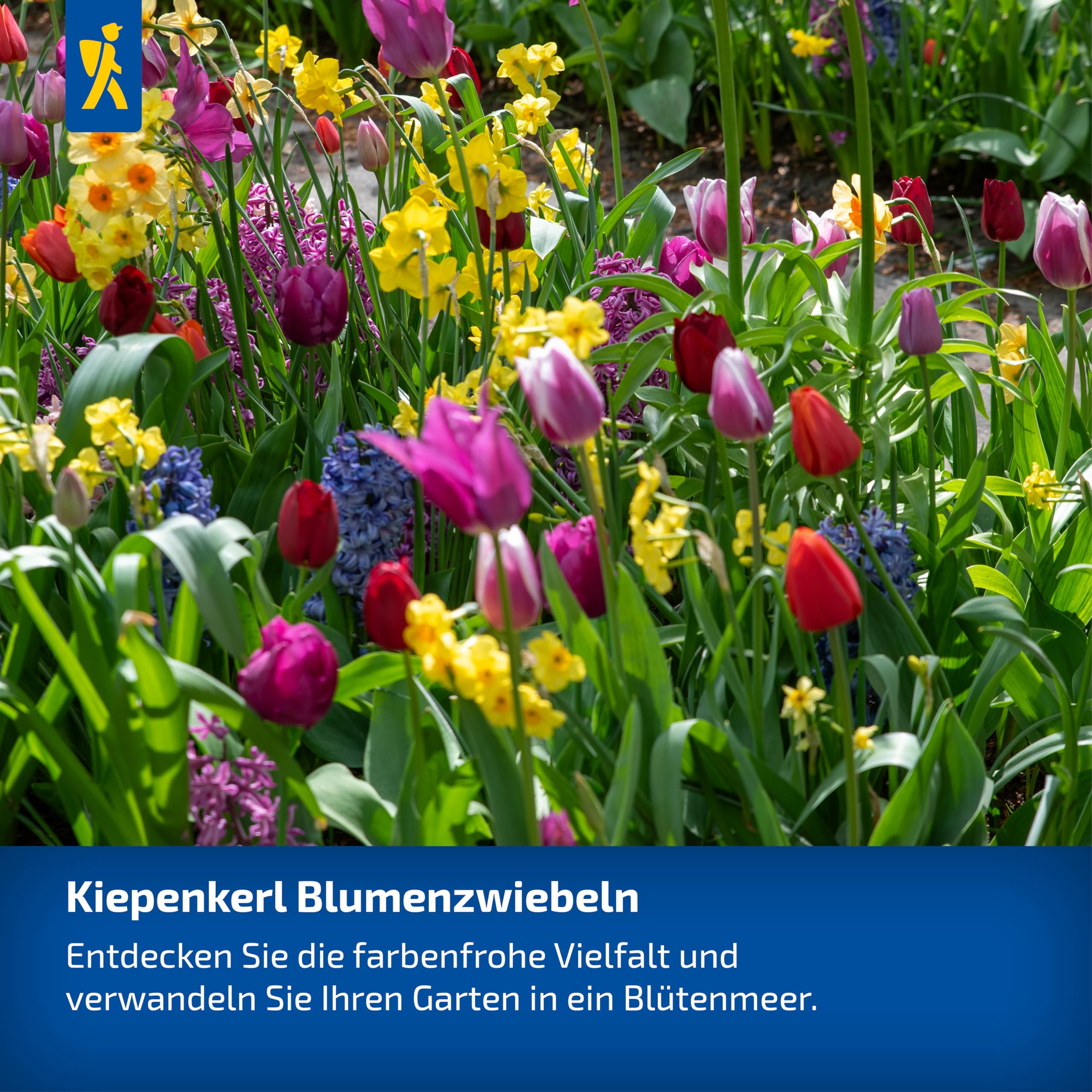 kiepenkerl-2700005-zierlauch-mont-blanc-riesen-allium-wei-100-cm image 3