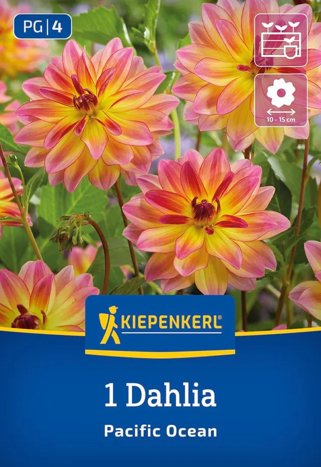kiepenkerl-dekorative-dahlie-pacific-ocean-blumenzwiebeln image 1