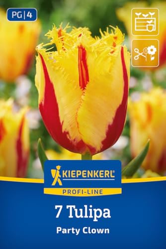 kiepenkerl-profi-line-gefranste-tulpe-party-clown-blumenzwiebeln-gelb-rot-40-cm image 8