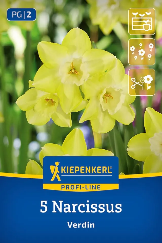 kiepenkerl-profi-line-jonquilla-narzisse-verdin-blumenzwiebeln-45-cm-duftend-gel image 1