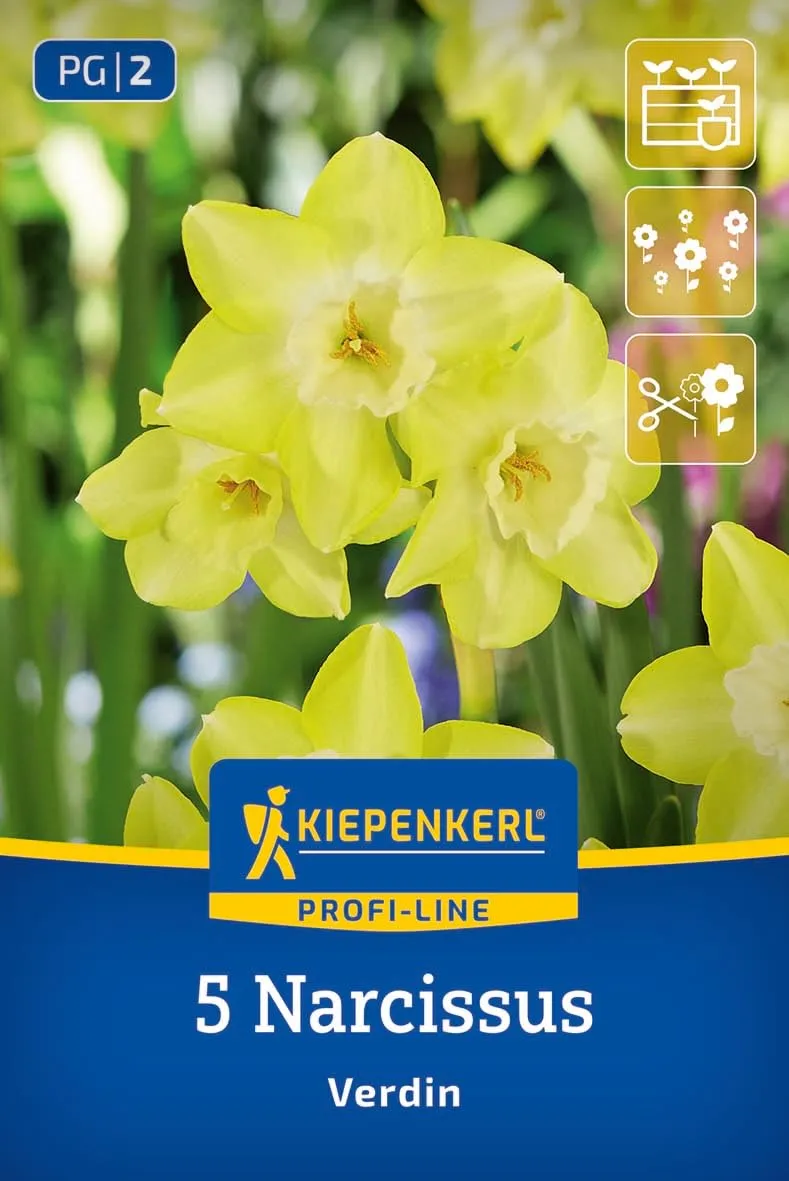 kiepenkerl-profi-line-jonquilla-narzisse-verdin-blumenzwiebeln-45-cm-duftend-gel image 1