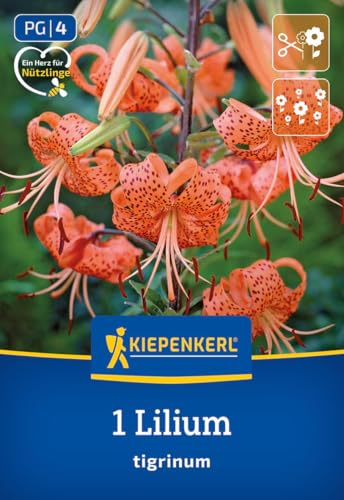 kiepenkerl-tigerlilie-lilium-tigrinum-blumenzwiebeln-rote-gartenlilie-gefleckt image 7