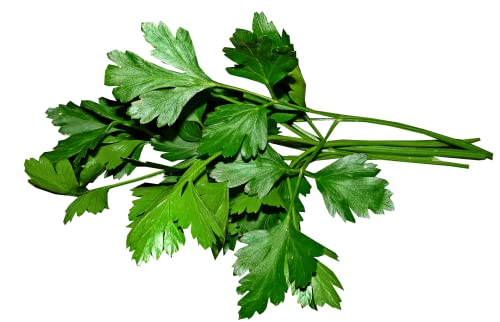 sperli-premium-saatscheiben-petersilie-peione-84390-kr-utersamen image 7