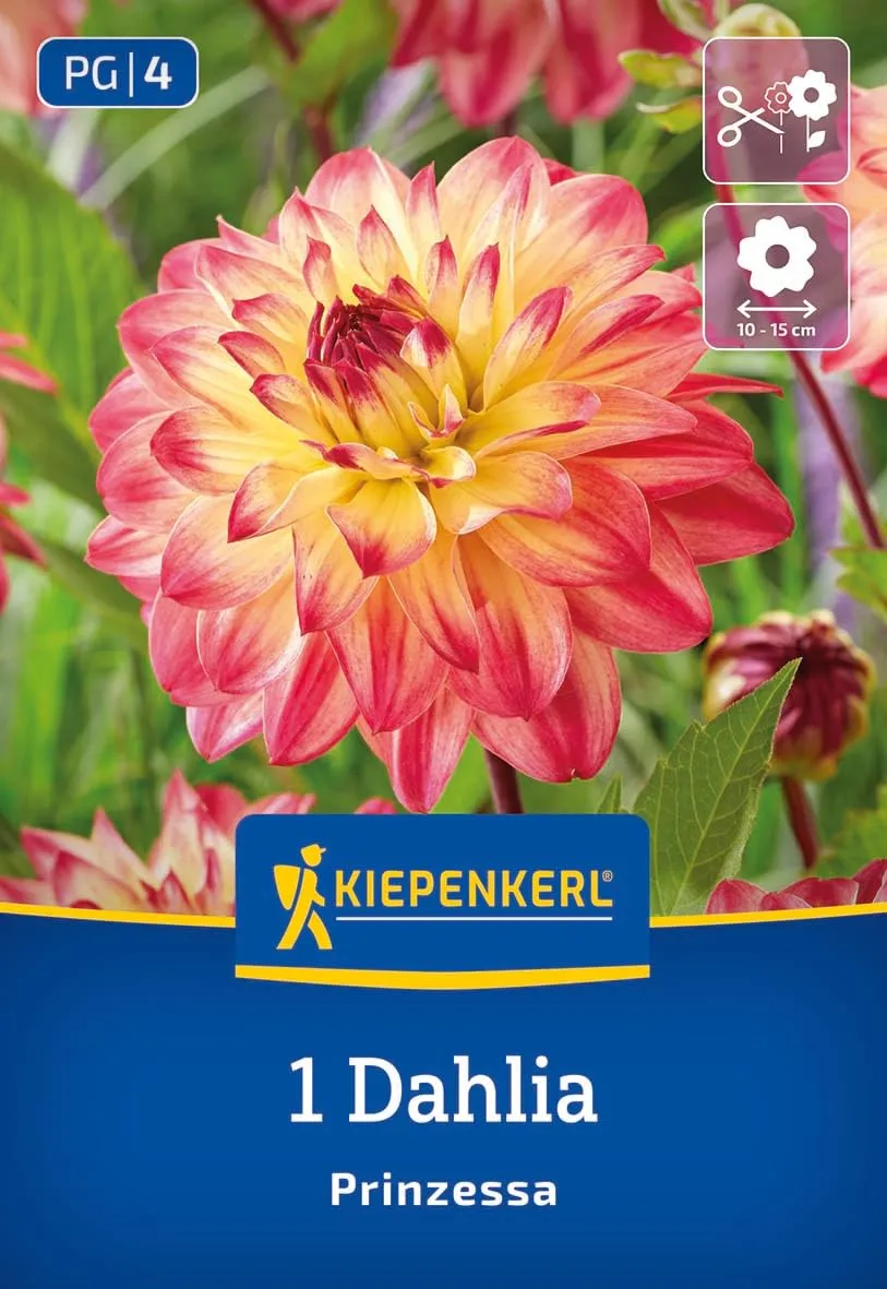 kiepenkerl-dekorative-dahlie-prinzessa-blumenzwiebeln-12-cm-bl-ten-gelb-orange image 1