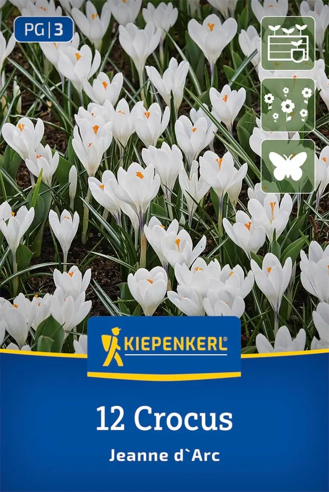 kiepenkerl-gro-blumiger-krokus-jeanne-d-arc-2650010-blumenzwiebeln image 1