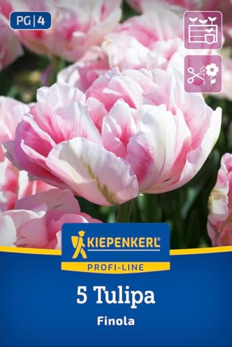 kiepenkerl-profi-line-gef-llte-sp-te-tulpe-finola-blumenzwiebeln-rosarot-50-cm image 7