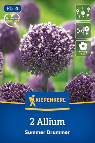 kiepenkerl-profi-line-zierlauch-summer-drummer-alliumzwiebeln-150-cm-purpur-wei image 8