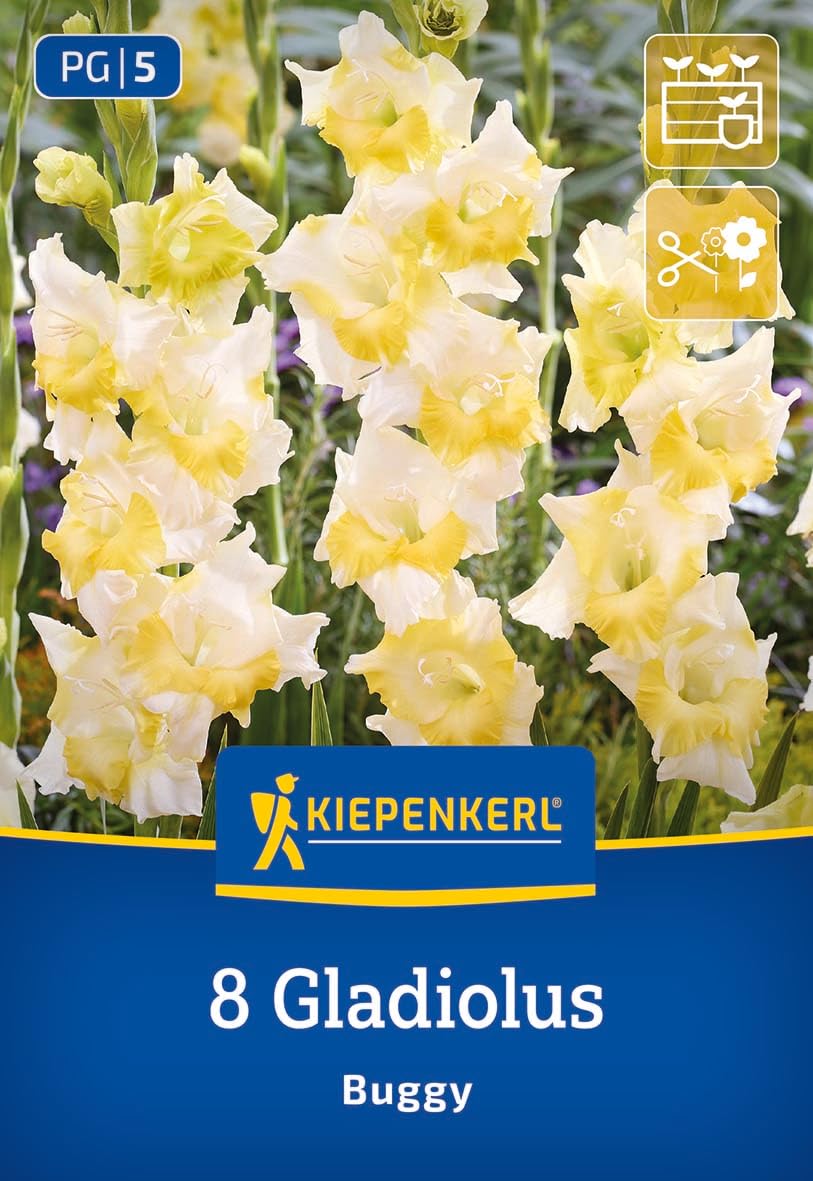 kiepenkerl-gladiole-buggy-blumenzwiebeln-wei-gelb-100-cm-schnittblume image 1
