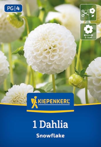 kiepenkerl-pompon-dahlie-snowflake-blumenzwiebeln-90-cm image 7