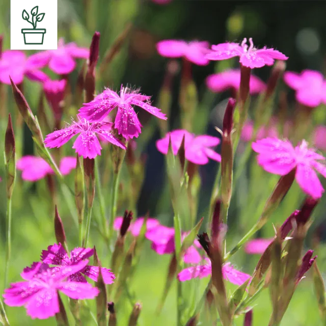 samen-maier-bio-heide-nelke-dianthus-deltoides-topf image 1