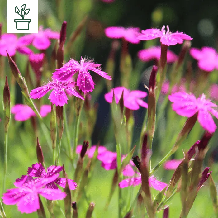 samen-maier-bio-heide-nelke-dianthus-deltoides-topf image 1