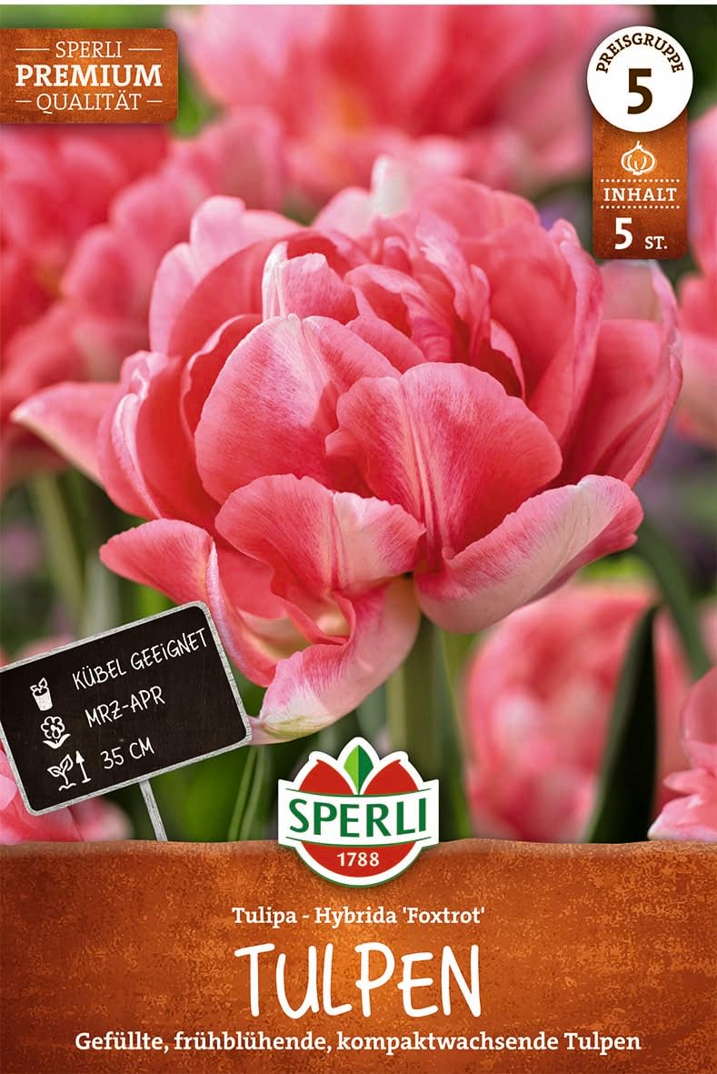 sperli-gef-llte-fr-he-tulpe-foxtrot-456288-rosa-pink-30-40-cm image 1