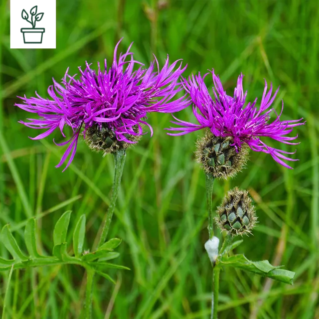 samen-maier-bio-skabiosen-flockenblume-im-topf-wildblume image 1
