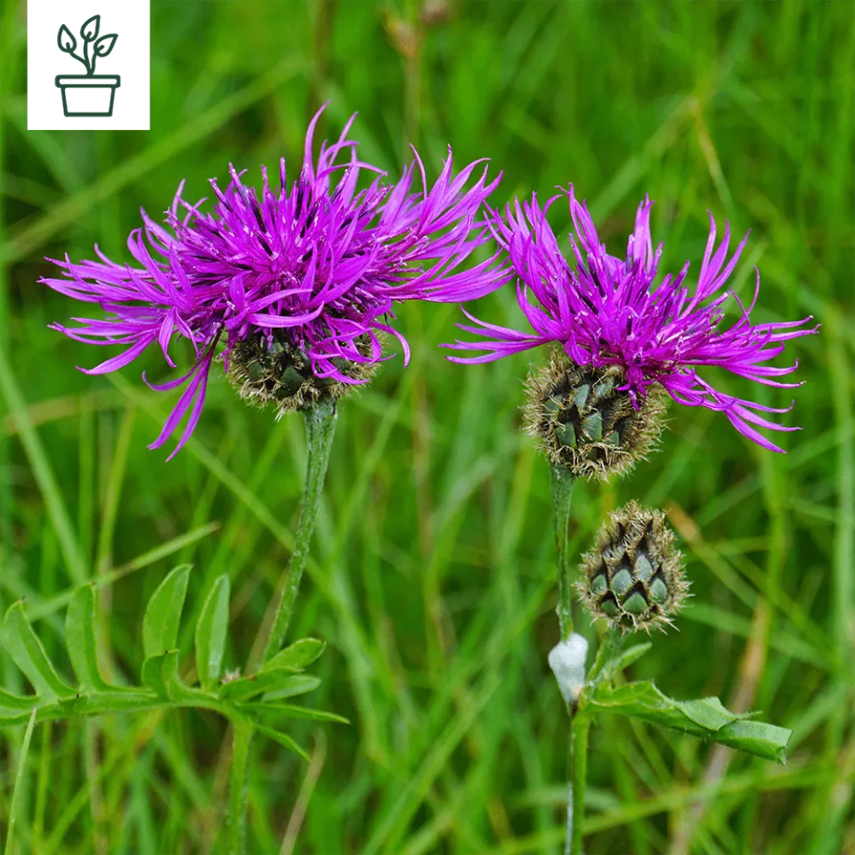 samen-maier-bio-skabiosen-flockenblume-im-topf-wildblume image 1