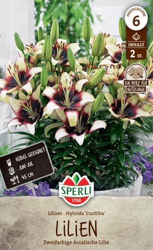 sperli-lilie-curitiba-orient-lilie-winterhart-45-cm-beet-k-bel image 3