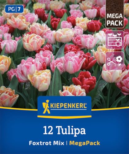 kiepenkerl-mega-pack-gef-llte-fr-he-tulpen-foxtrot-mischung-2875005-35-cm-f-r-be image 3