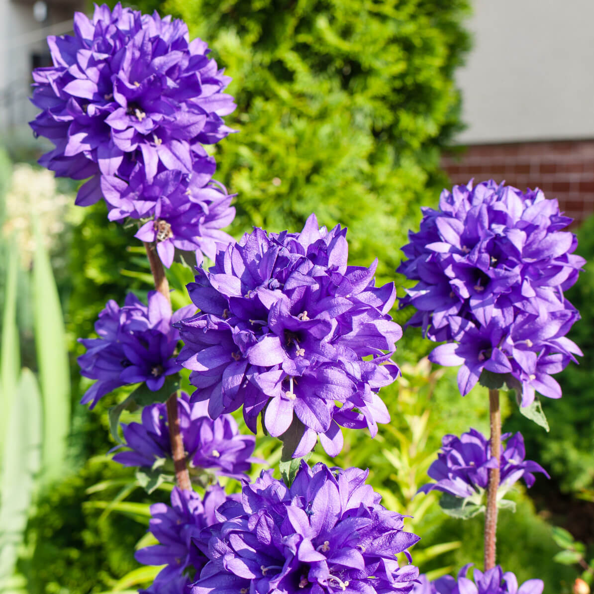 samen-maier-bio-kn-uel-glockenblume-dahurica-im-topf-campanula-glomerata image 3