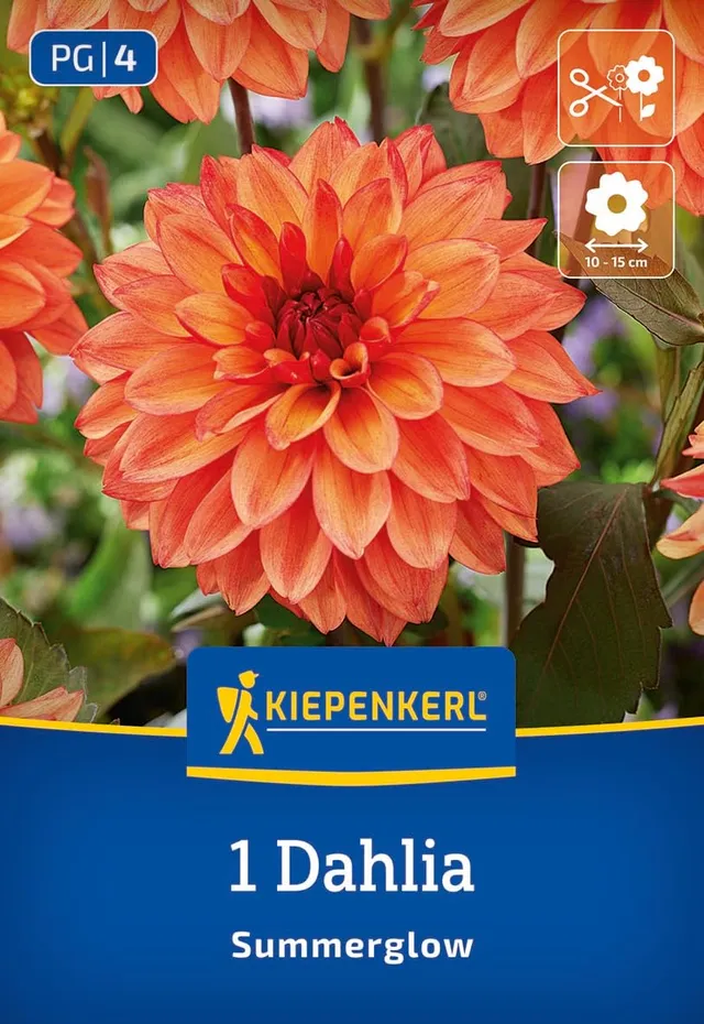 kiepenkerl-dekorative-dahlie-summerglow-blumenzwiebeln image 1