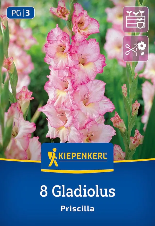 kiepenkerl-gro-blumige-gladiole-priscilla-blumenzwiebeln image 1