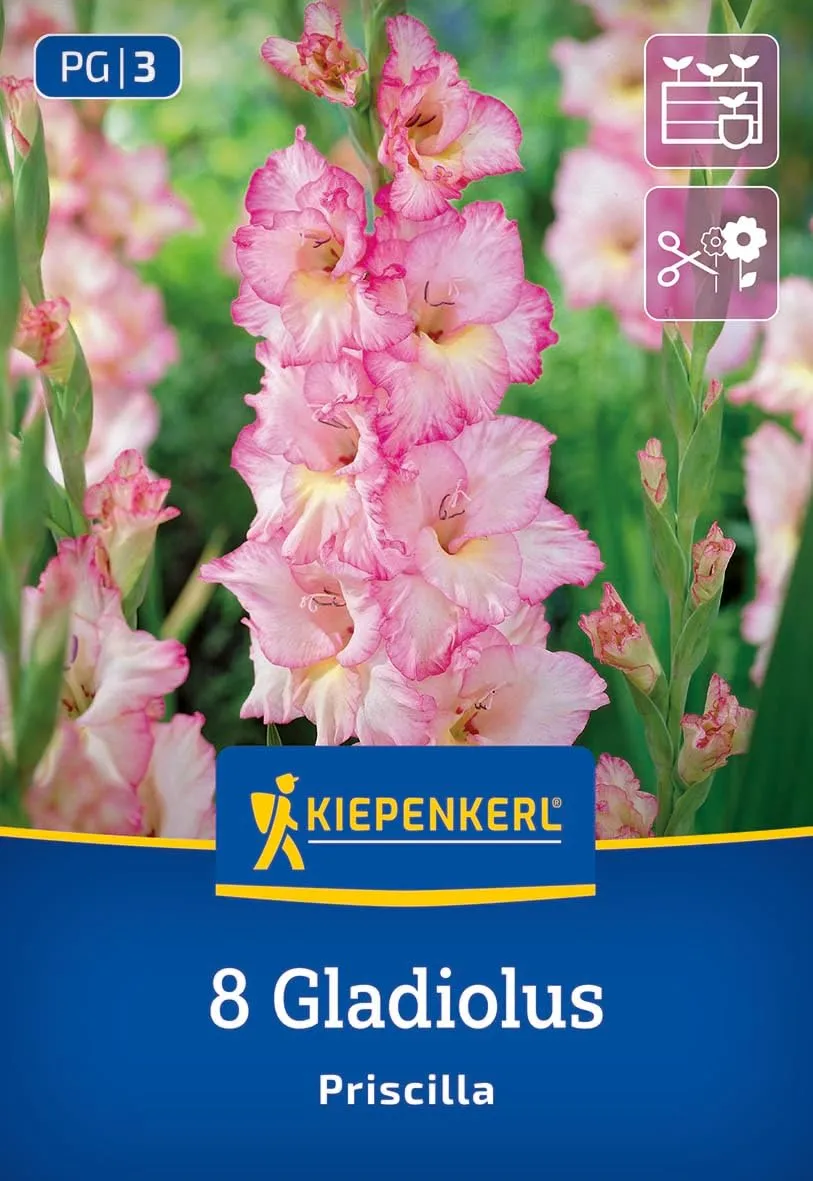 kiepenkerl-gro-blumige-gladiole-priscilla-blumenzwiebeln image 1