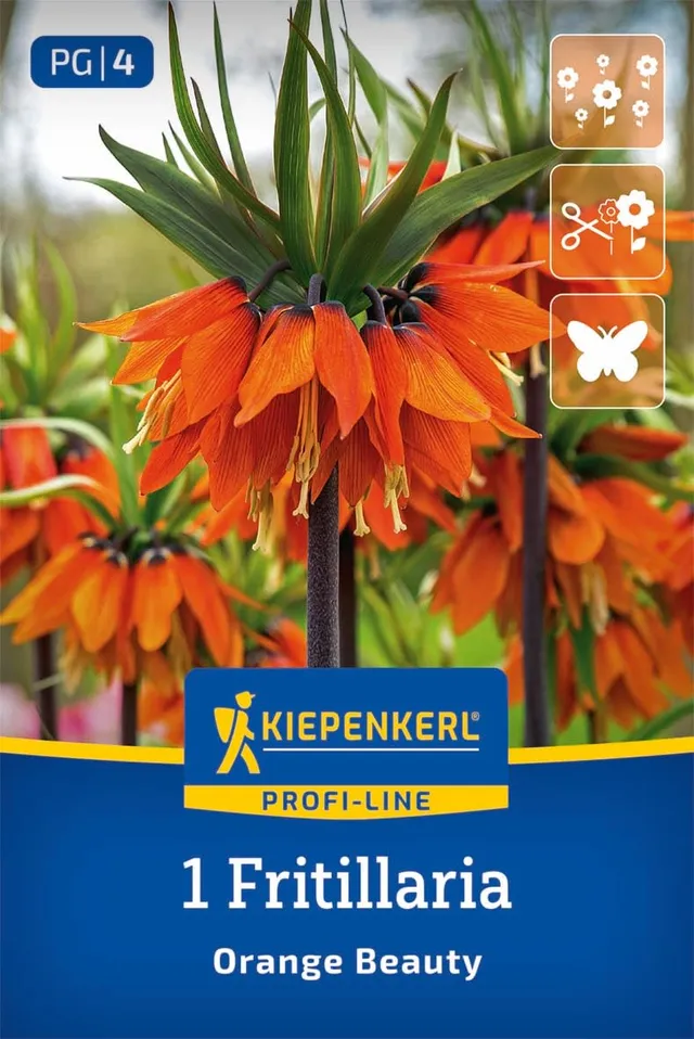 kiepenkerl-profi-line-kaiserkrone-orange-beauty-blumenzwiebeln-90-cm image 1