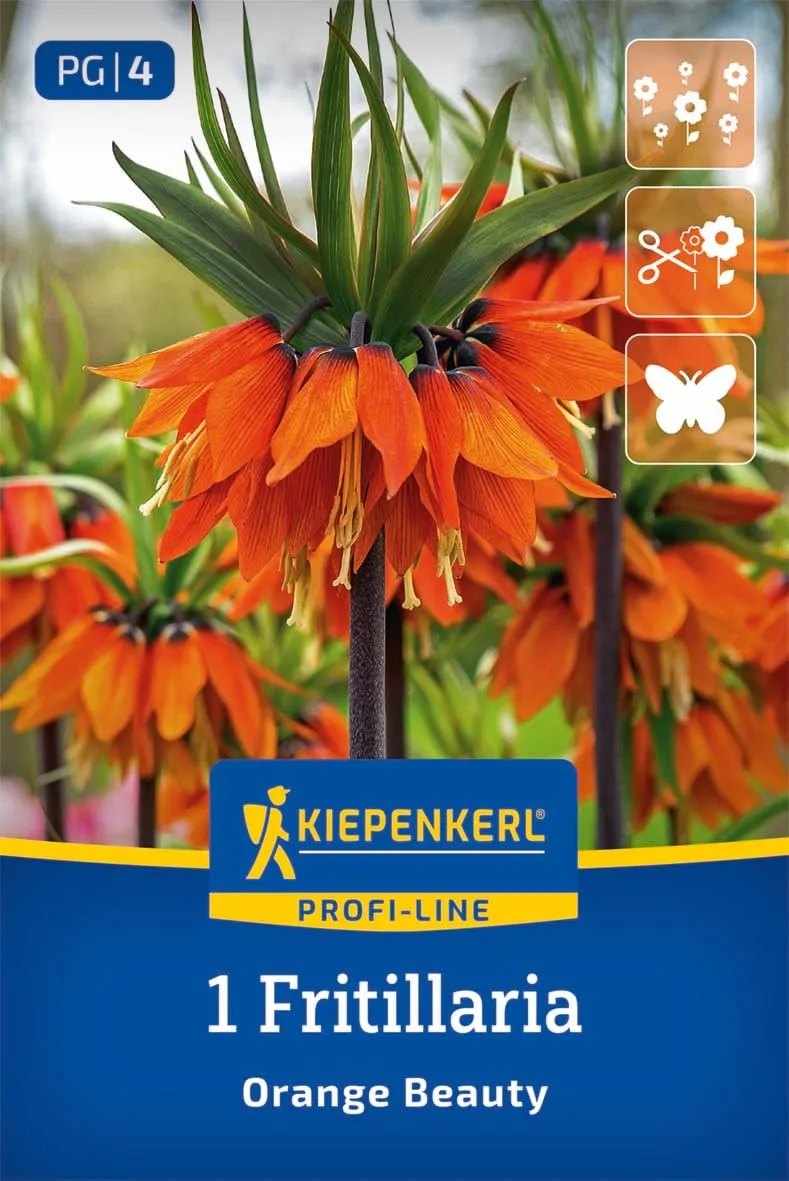 kiepenkerl-profi-line-kaiserkrone-orange-beauty-blumenzwiebeln-90-cm image 1