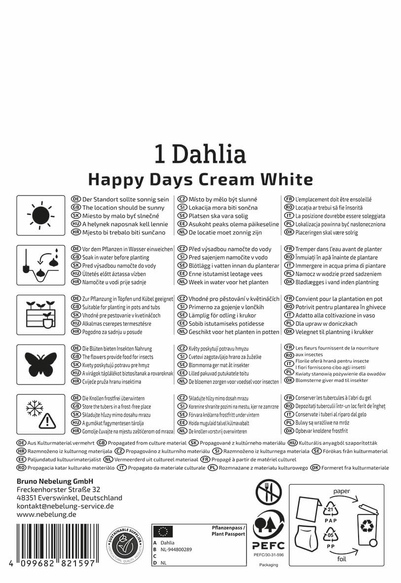 kiepenkerl-beetdahlie-happy-days-creamwhite-blumenzwiebeln-cremewei-40-cm image 2