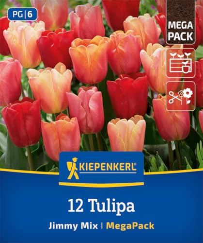 kiepenkerl-mega-pack-triumph-tulpen-jimmy-mix-blumenzwiebeln-rot-rosa-orange-30- image 6