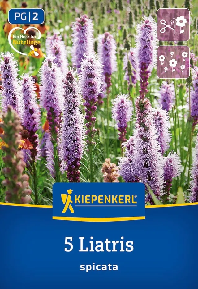kiepenkerl-prachtscharte-liatris-blau-blumenzwiebeln-mehrj-hrig-winterhart-70-cm image 1