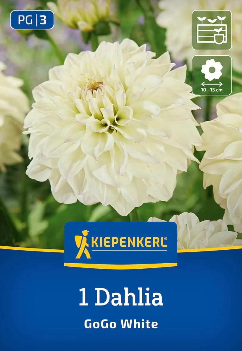 kiepenkerl-dekorative-dahlie-go-go-white-blumenzwiebeln image 1