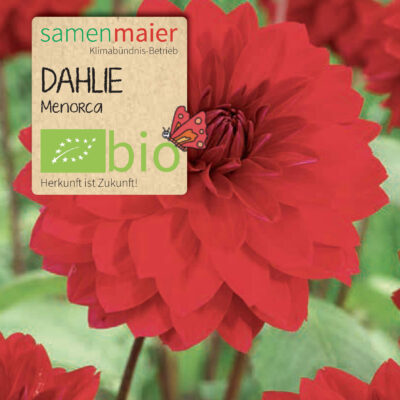 samen-maier-bio-dalija-menorca-saatgut image 2