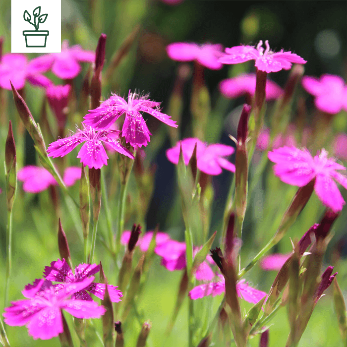 samen-maier-wilde-bl-ten-f-r-2-3-m-kraut-und-r-ben-24-wildblumen-pflanzen-blumen image 2