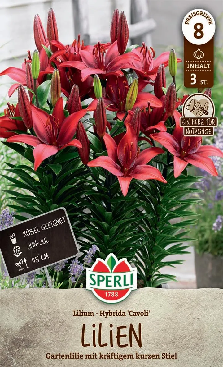 sperli-lilie-cavoli-blumenzwiebel-gartenlilie-rot-ca-45-cm-k-belgeeignet image 1